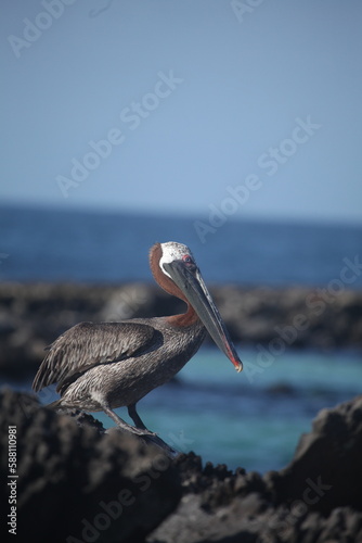 Galapagos Brown Pelican, Galapagos Islands, Ecuador