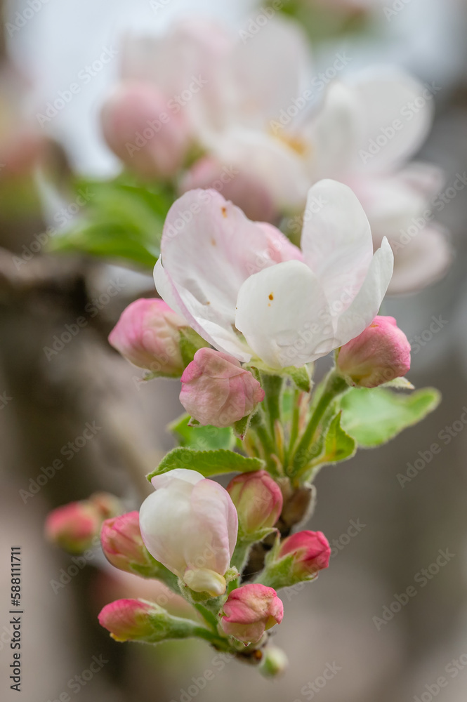 pink magnolia flowers