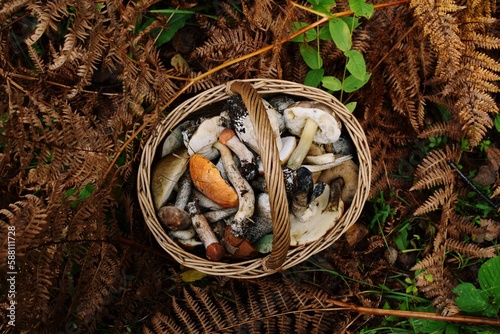 Basket with mushrooms. Mushroom picking in the forest. A small brown wicker basket with collected mushrooms among the ferns.