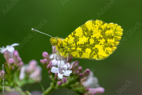 Süslü Damone » Anthocharis damone » Eastern Orange-tip photo