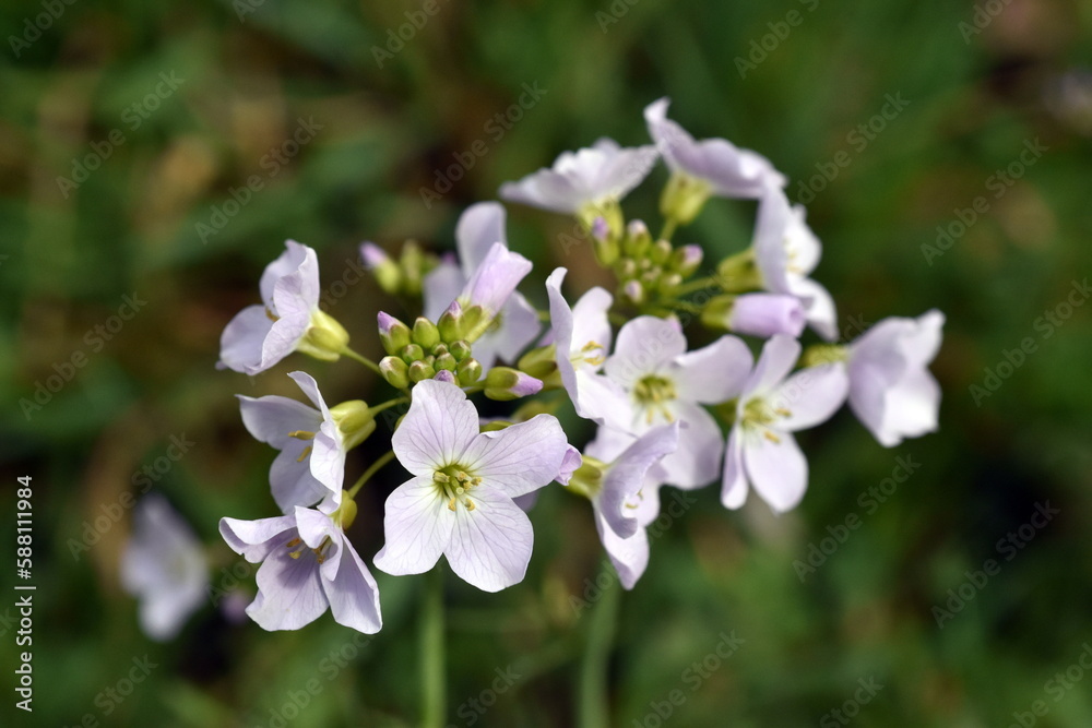 Nahaufnahme von zartlila Wiesenschaumkrautblüten Nahaufnahme von zartlila Wiesenschaumkrautblüten
