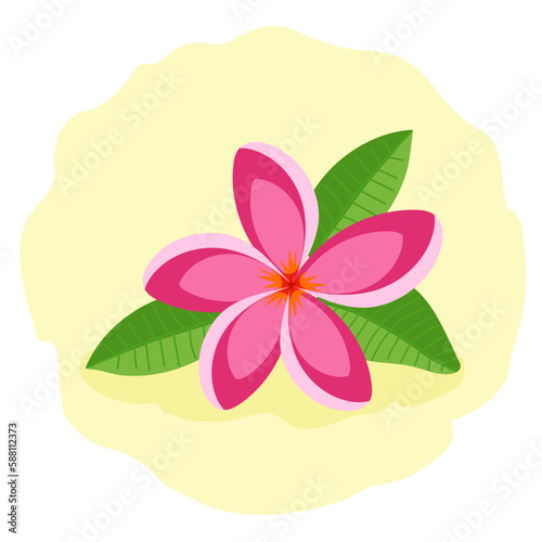 Pink frangipani or plumeria. Beautiful tropical flower, vector illustration.