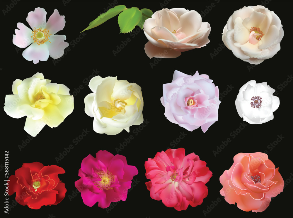 eleven rose and brier blooms isolated on black eleven rose and brier blooms isolated on black