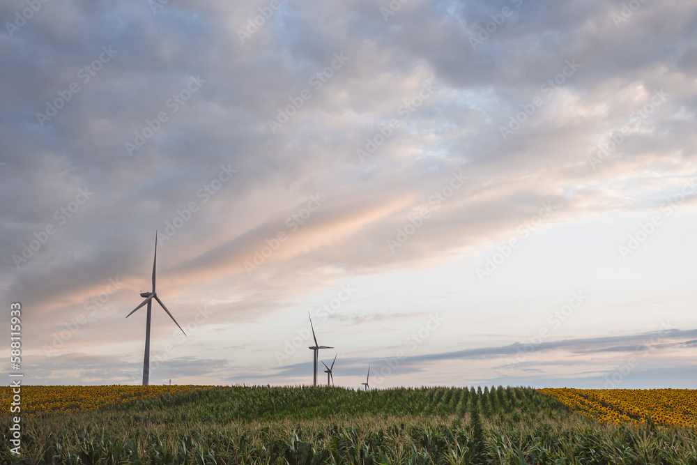Fototapeta premium Windmills in a field at sunset