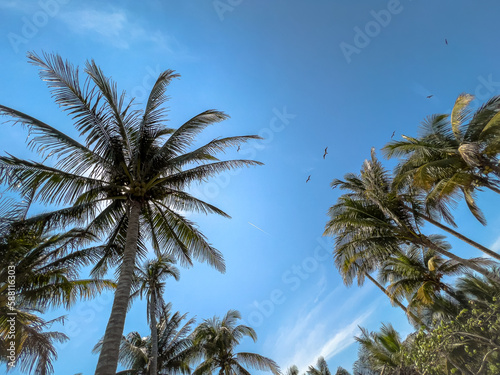 Palmeras de Mata de Uva  Veracruz