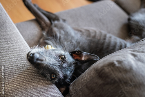 Greyhound dog on a gray couch in the living room. Domestic pet