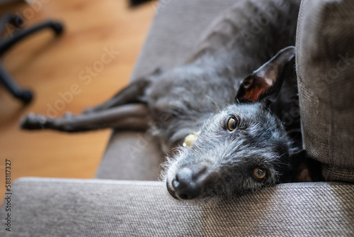 Greyhound dog on a gray couch in the living room. Domestic pet