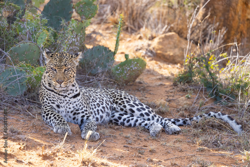 Obraz premium African Leopard in Kenya