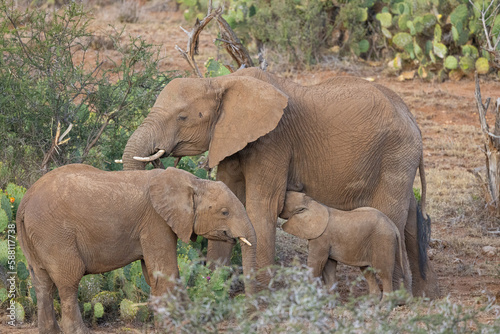 Family of Elephant Juevenile and Baby Nursing