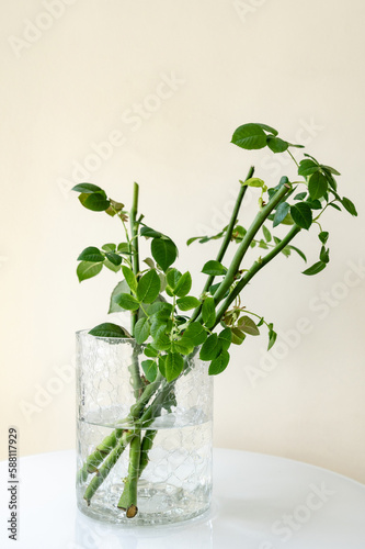 In the room on the table there is a transparent glass vase in which there are garden rose sprouts. Gardening. From a series of photos about plant breeding, seedlings and plant propagation. 