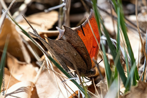 orange butterfly in the grass photo