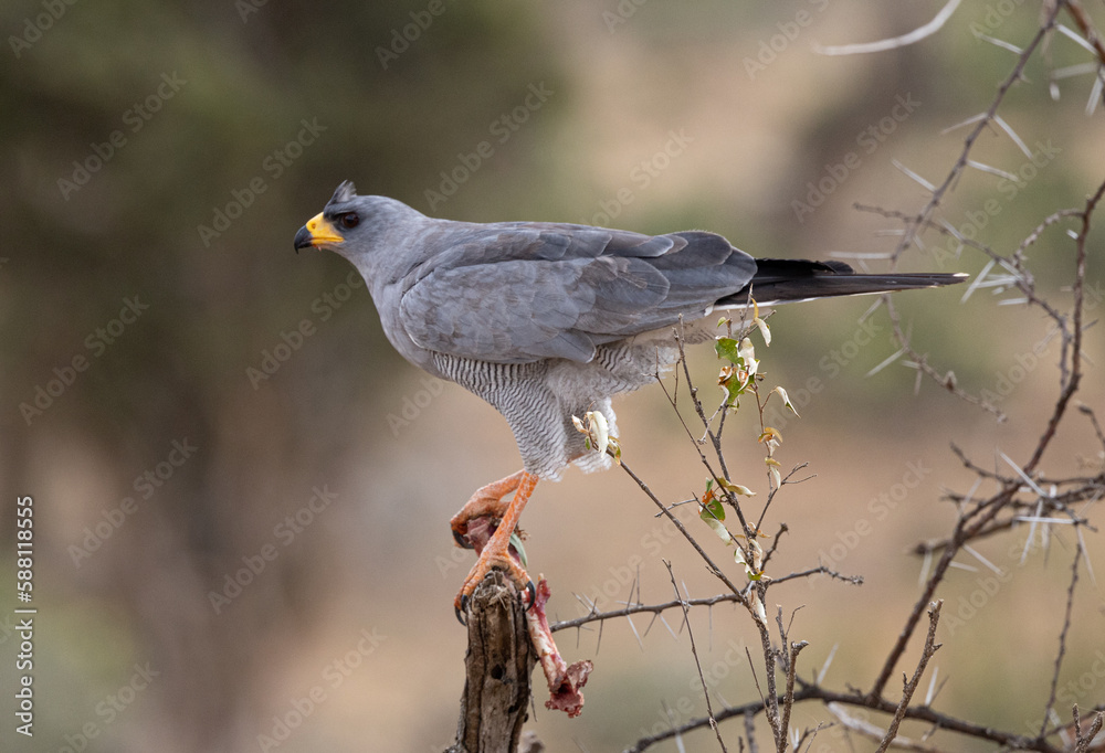 Fototapeta premium Somali Chanting Goshawk Kenya