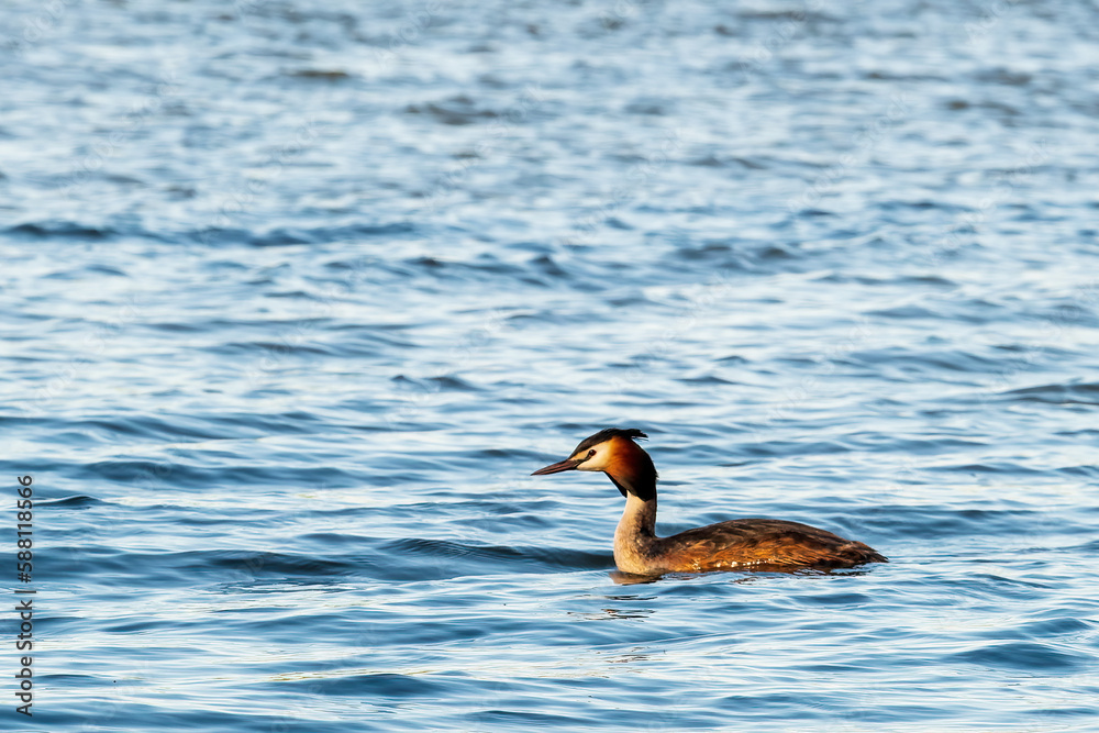 Fototapeta premium Great crested grebe (Podiceps cristatus)