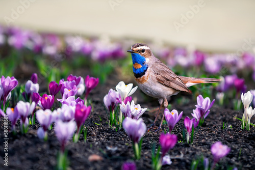 songbird male bluethroat walks among lilac crocus flowers in the spring garden