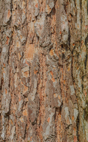 pine wood brown bark texture