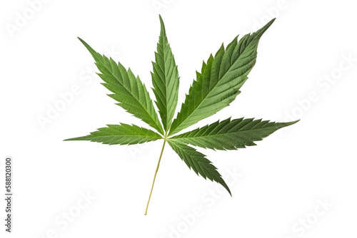 Cannabis leaf isolated on white transparent background  PNG  Generative AI