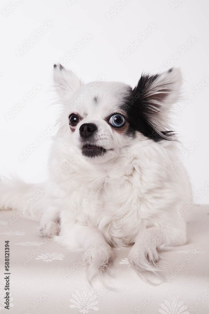 Long haired Chihuahua on a white bench isolated on a white background. Long hair chihuahua posing on a white satin bench in a studio white on white.