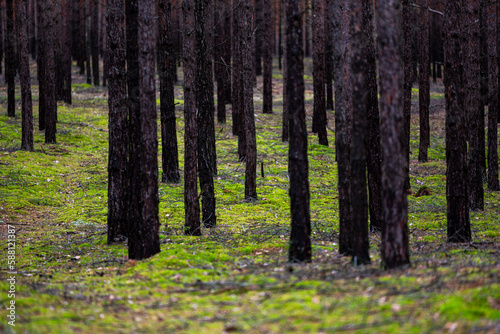 Sosnowy las pod Zielon   G  r     Pine forest near Zielona G  ra