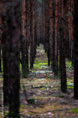 Sosnowy las pod Zieloną Górą / Pine forest near Zielona Góra