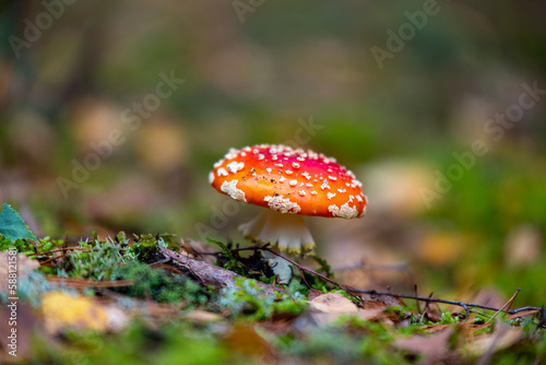 Czerwony muchomor rosnący w runie leśnym / Red toadstool growing in the undergrowth