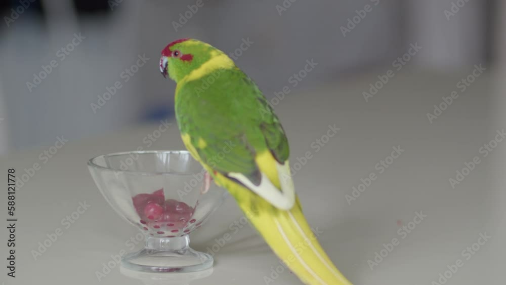 A parrot eats berries