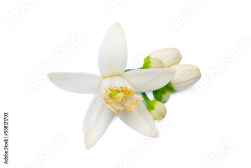Bild auf Leinwand Citrus tree blossom on white background
