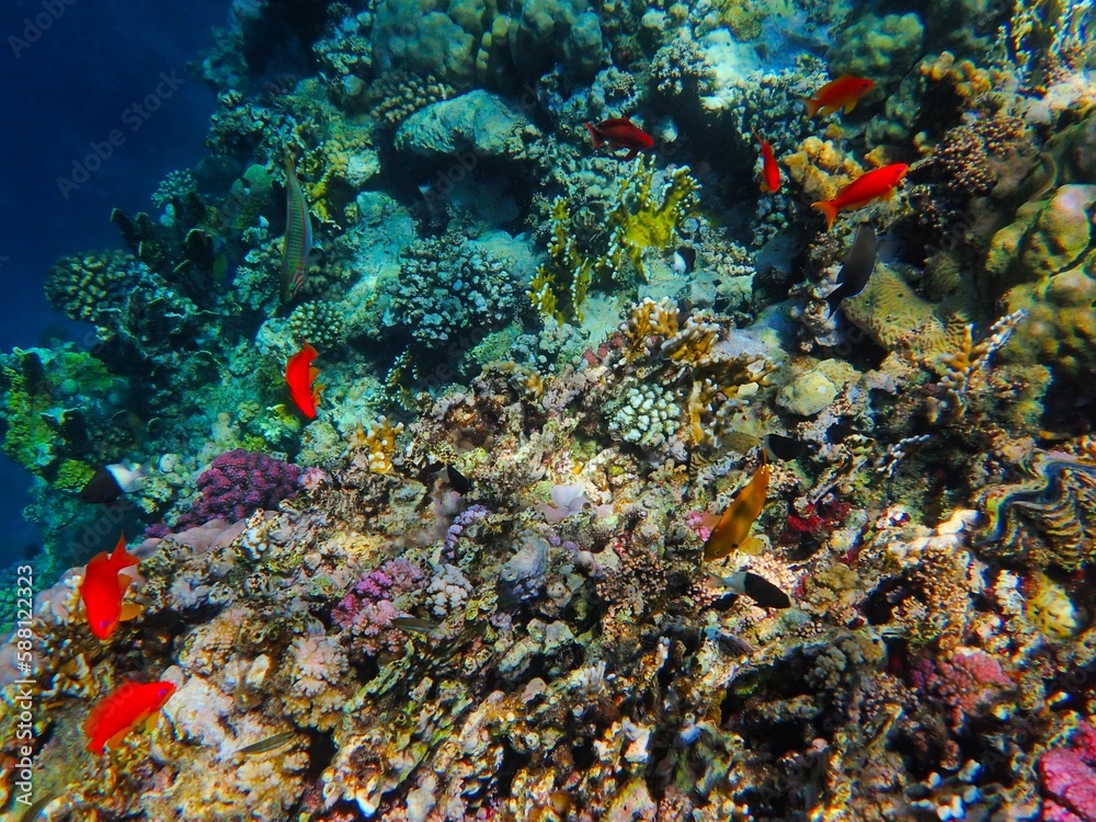 Fototapeta premium Tropical fish and coral reef near Jaz Maraya, Coraya bay, Marsa Alam, Egypt