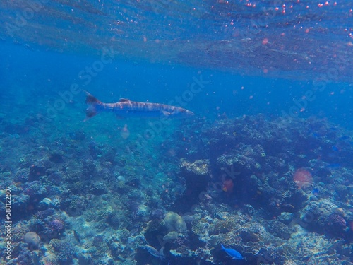 Tropical fish and coral reef near Jaz Maraya, Coraya bay, Marsa Alam, Egypt