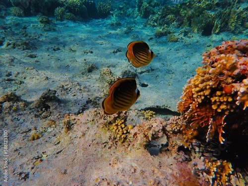 Tropical fish and coral reef near Jaz Maraya, Coraya bay, Marsa Alam, Egypt photo