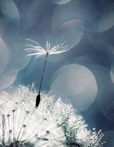 white fluffy dandelion in water droplets on a blue background, defocused light, bokeh