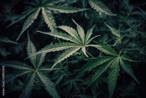 Vibrant, dense layered marijuana leaf texture background, generative AI