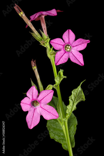 Pink flowers of fragrant tobacco, lat. Nicotiana sanderae, isolated on black background