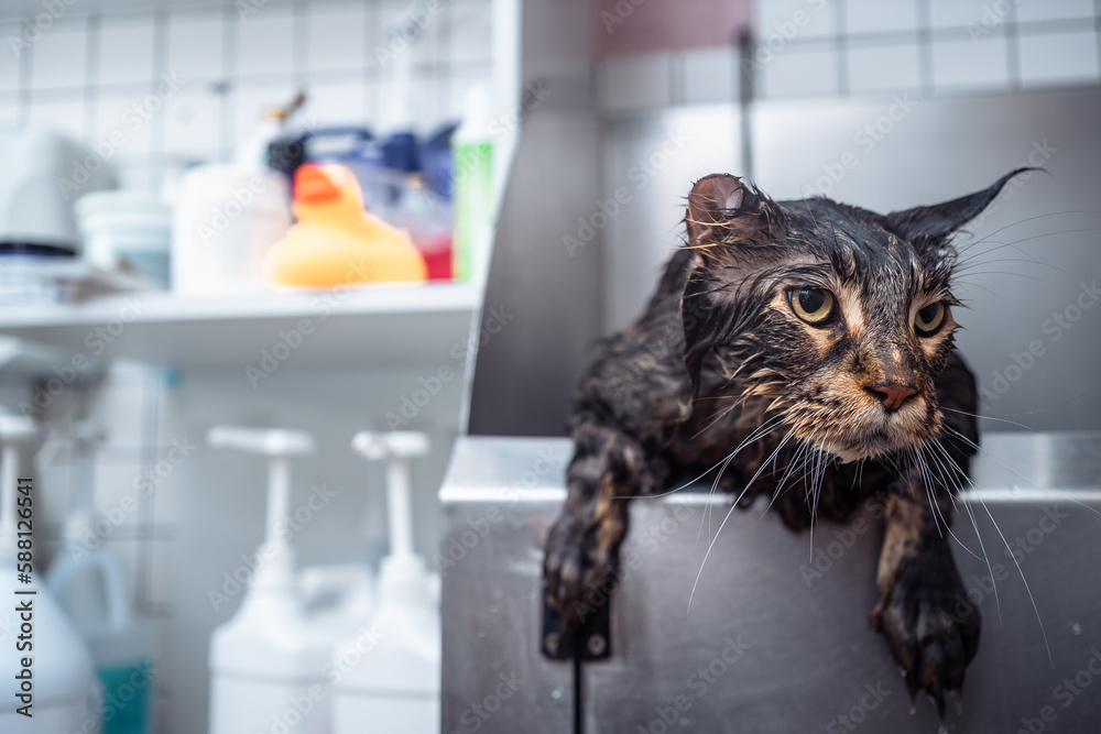 Washing an unhappy cat. The cat runs away from the water. Stock Photo ...