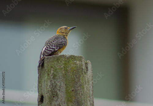 Melanerpes rubricapillus photo