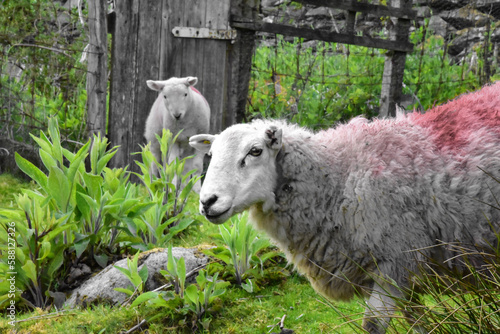 Sheep and lamb in the English countryside