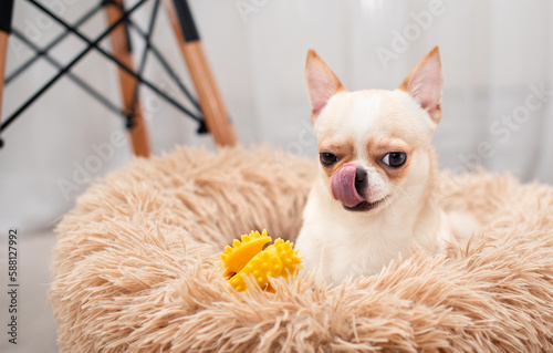 A light-colored chihuahua dog lies in a dog bed. He licks his face with his tongue. A yellow toy is lying near the dog. The photo is blurred