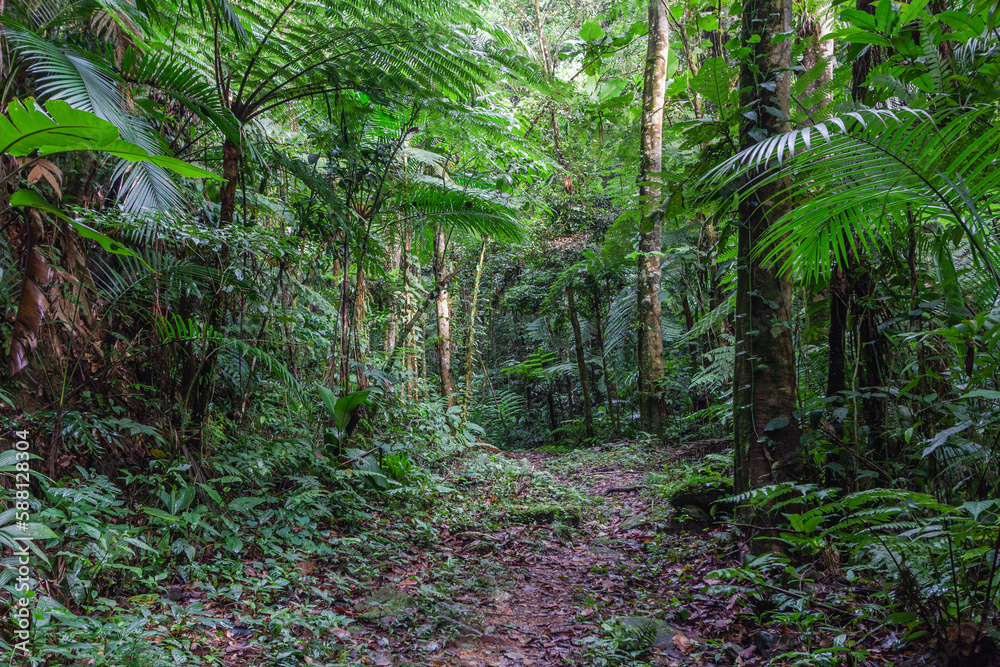 Dense vegetation of the Brazilian Atlantic Forest Dense vegetation of the Brazilian Atlantic Forest