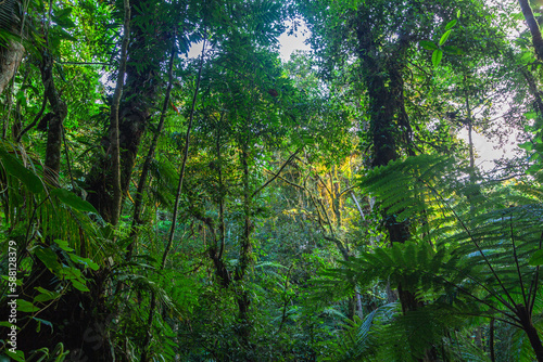 Dense vegetation of the Brazilian Atlantic Forest