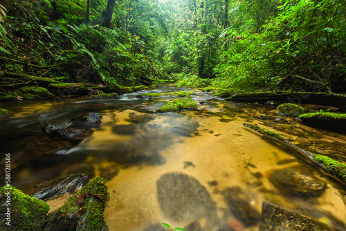 Stream and Atlantic Forest vegetation in the landscape of Brazil