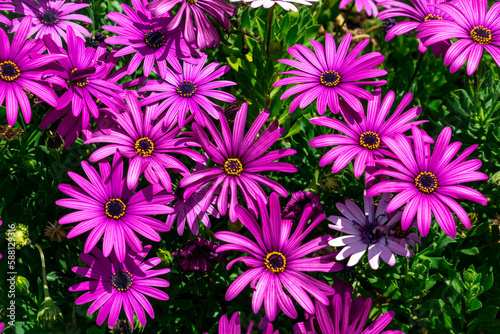 Pink and purple daisy flowers  Bellis perennis  blooming in spring with beautiful green background 
