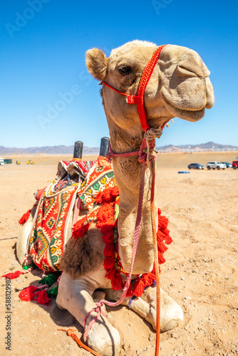 Harnessed riding camel resting in the desrt, Al Ula, Saudi Arabia