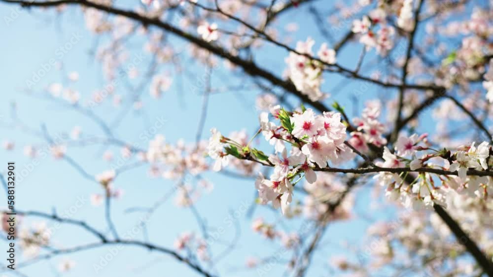美しい桜の開花 美しい桜の開花