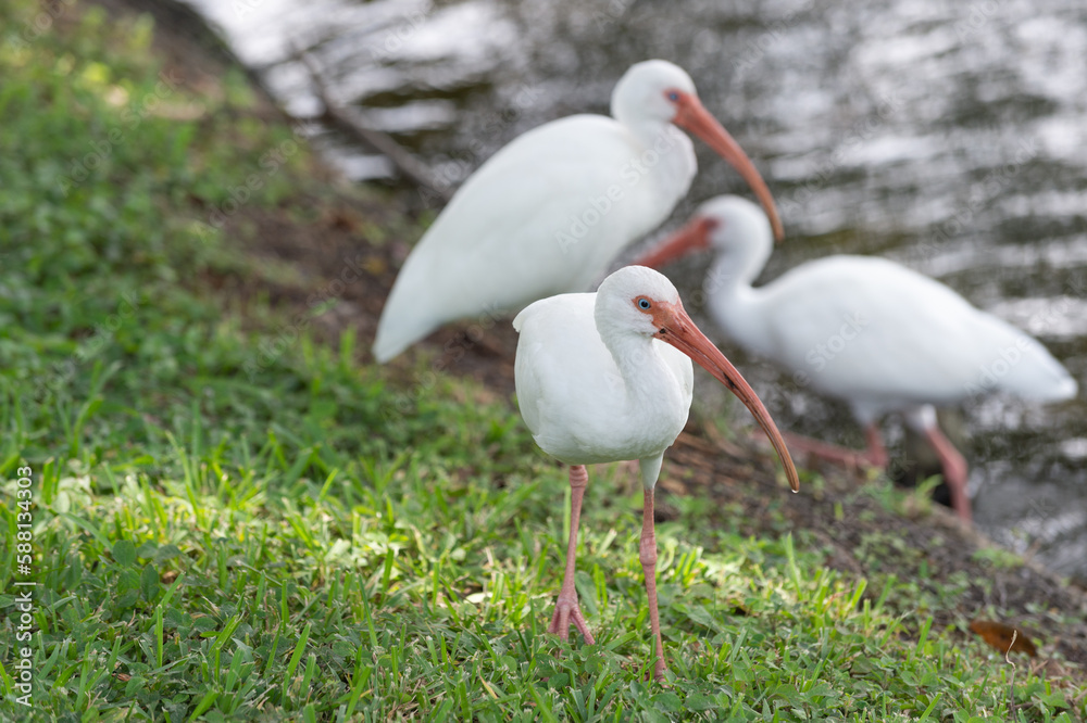 Fototapeta premium ibis bird in nature, selective focus. photo of ibis bird outdoor. ibis bird. ibis bird in wildlife