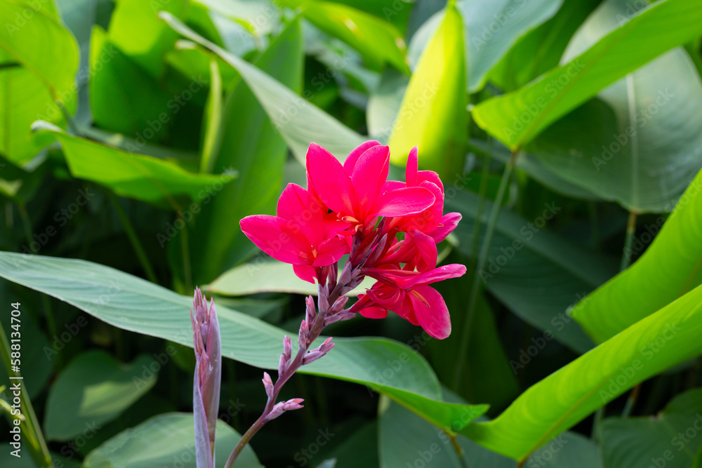 Beautiful canna red flower with green leaves in the garden Beautiful canna red flower with green leaves in the garden