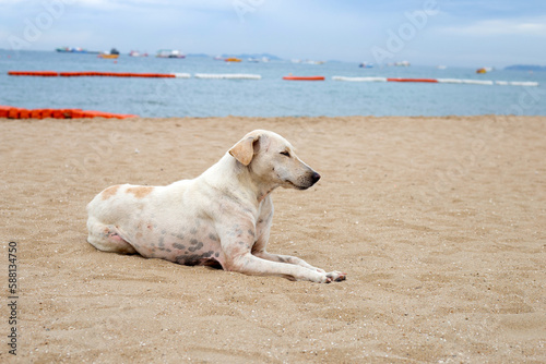 A dog relaxing on the beach. summer concept