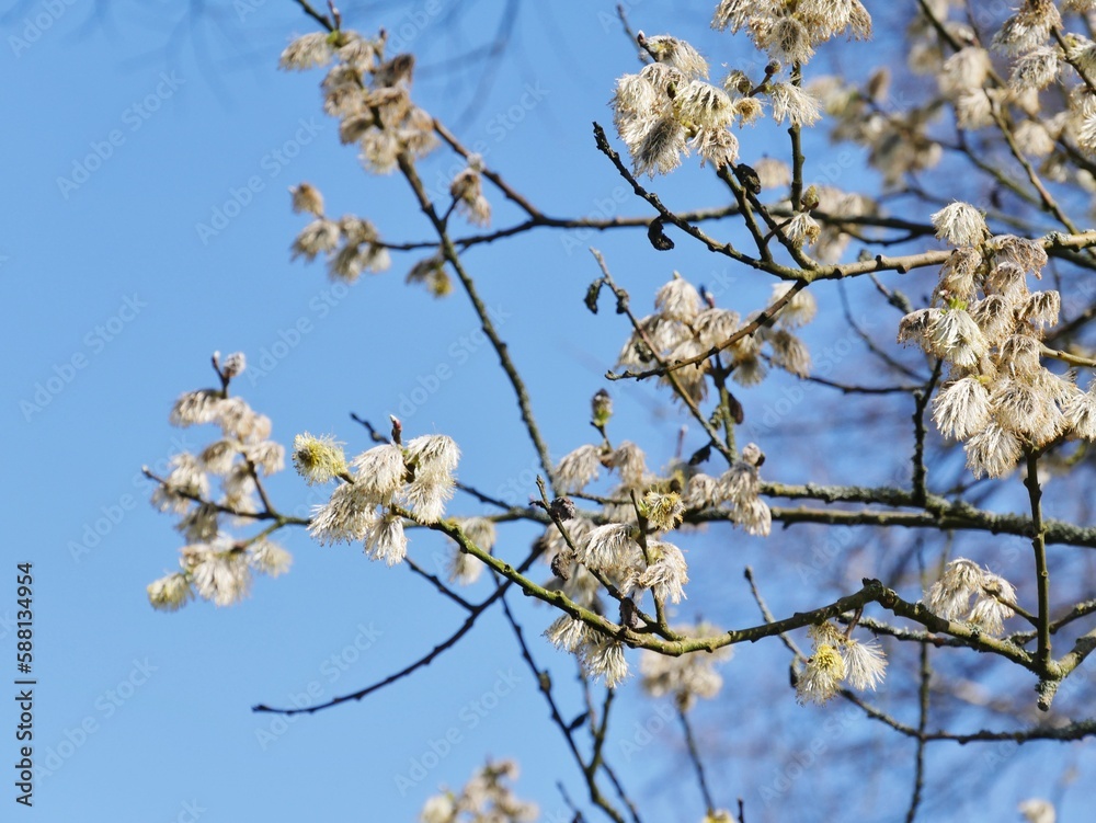 Frühlingsbaum mit weißen, flaumigen Blüten Frühlingsbaum mit weißen, flaumigen Blüten