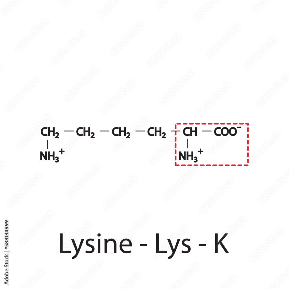 Lysine - Lys - K amino acid structure. Skeletal formula with amino group highlighted in red frame. Scientific illustration. Lysine - Lys - K amino acid structure. Skeletal formula with amino group highlighted in red frame. Scientific illustration.