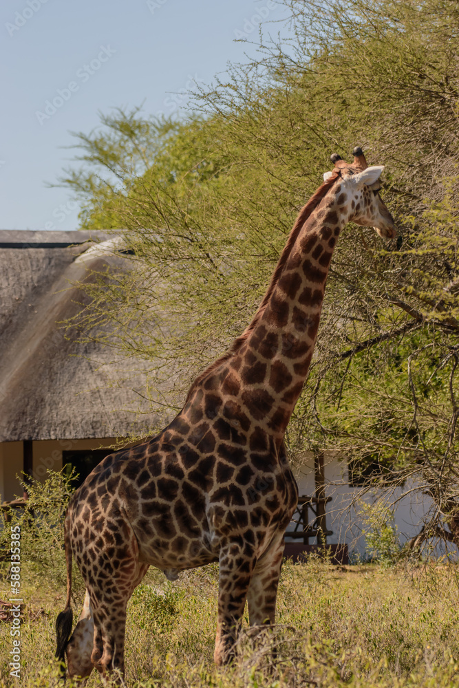 Obraz premium Giraffe is the tallest living terrestrial animal and the largest ruminant on Earth.
