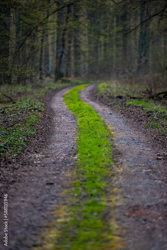 Le  na droga w lesie Odrza  skim   Forest road in the Odrza  ski forest