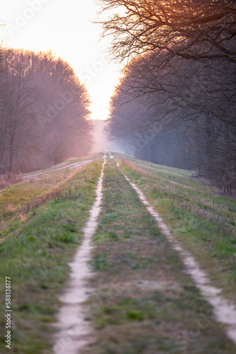 Leśna droga w lesie Odrzańskim / Forest road in the Odrzański forest